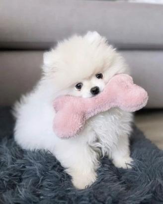 Volpino di Pomerania mini - Documenti pronti