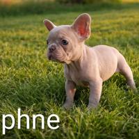 Cuccioli di Bulldog Francese