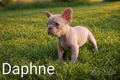 Cuccioli di Bulldog Francese