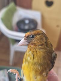 Cardellino canario- Incardellato