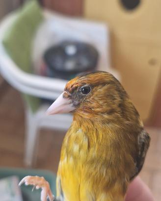 Cardellino canario- Incardellato