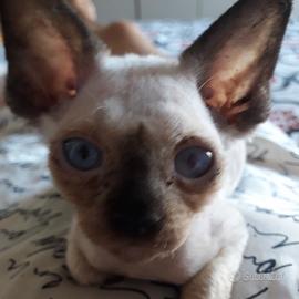Cuccioli Devon Rex