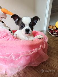 Chihuahua cucciolo