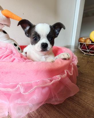 Chihuahua cucciolo