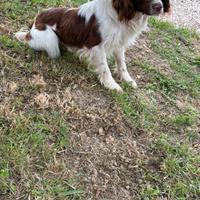 Springer spaniel caccia