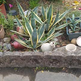 Piante di Agave variegata