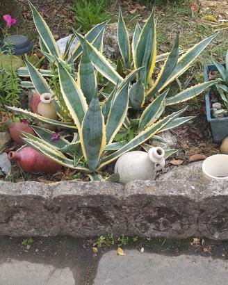 Piante di Agave variegata