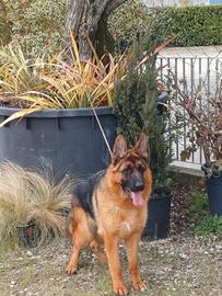 Pastore Tedesco Femmina