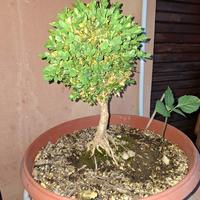 Bonsai di Bosso