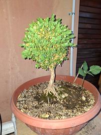 Bonsai di Bosso
