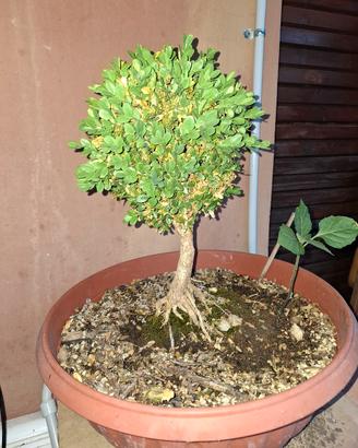 Bonsai di Bosso