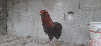 Gallo