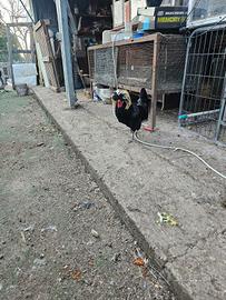 Galletto olandesina ciuffata