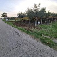 Terreno a vigneto e uliveto