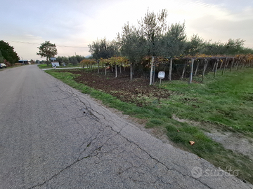 Terreno a vigneto e uliveto