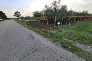 Terreno a vigneto e uliveto