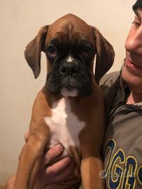 Cuccioli di Boxer