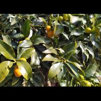 KUMQUATT o MANDARINI GIAPPONESI 