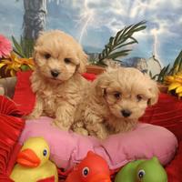 Sono i MieiMeravigliosi Piccoli Cuccioli Maltipoo