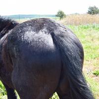 CAVALLI-PULEDRI Siciliani DOC morelli