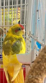 Kakariki