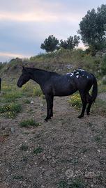 Cavalla appaloosa