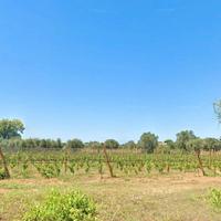 Vigneto IGT Bolgheri Castagneto Carducci