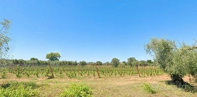 Vigneto IGT Bolgheri Castagneto Carducci