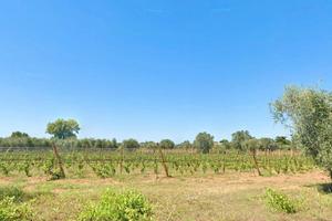 Vigneto IGT Bolgheri Castagneto Carducci