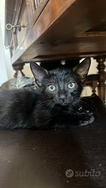 Gattino maschio di circa 2 mesi e mezzo