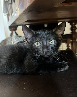 Gattino maschio di circa 2 mesi e mezzo