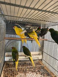 Pappagalli kakariki in molte mutazioni