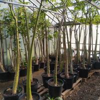 Alberi