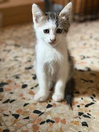 Cuccioli gattini