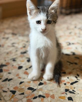Cuccioli gattini