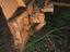 Immagine 4