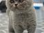 Immagine 4