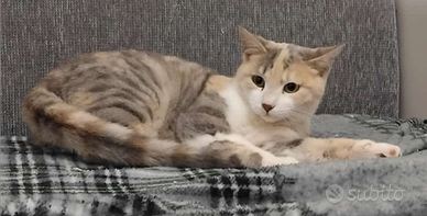 Animali da compagnia