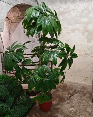 pianta artificiale