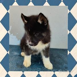 Siberian husky
