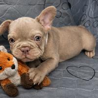 Femmina bulldog francese esotico New Shade tan