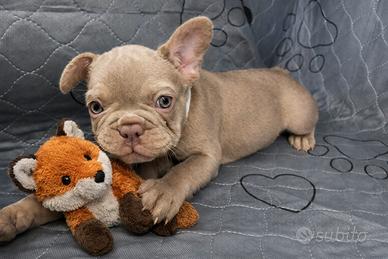 Femmina bulldog francese esotico New Shade tan