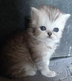 Dolce cucciolo di persiani (MASCHIO)