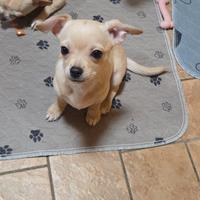 Cucciolo maschio chiuhuahua