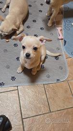 Cucciolo maschio chiuhuahua
