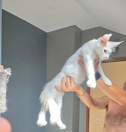 Maine coon