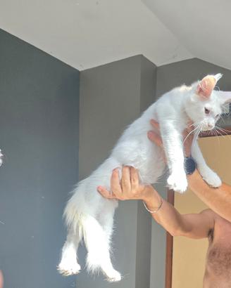 Maine coon
