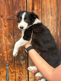 Cuccioli di BORDER COLLIE PURI