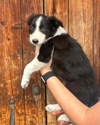 Cuccioli di BORDER COLLIE PURI