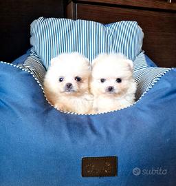 Spitz di Pomerania NANO